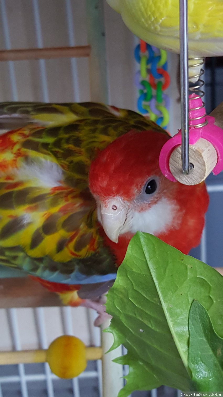 Кукла или домашний питомец