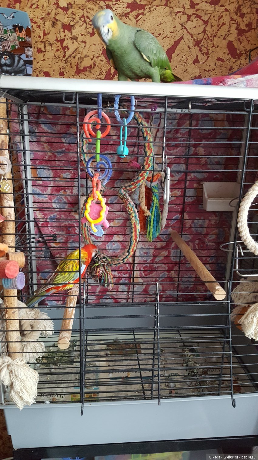 Кукла или домашний питомец