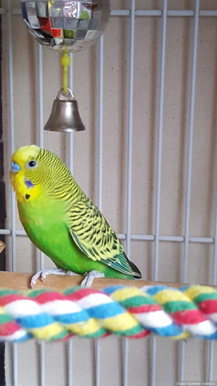 Кукла или домашний питомец