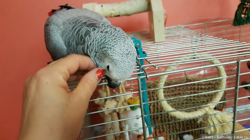 Кукла или домашний питомец (фото 5)