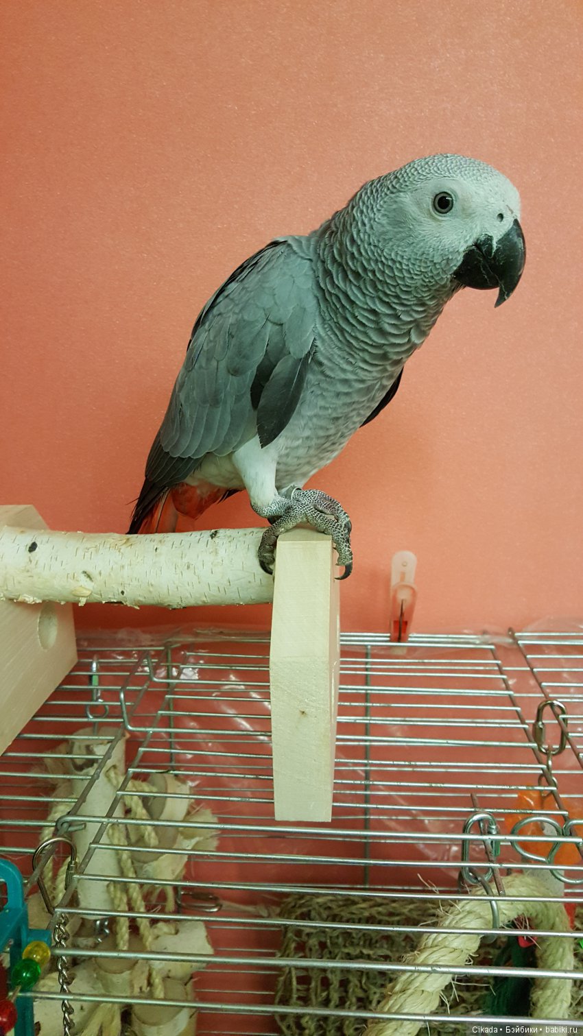 Кукла или домашний питомец (фото 8)