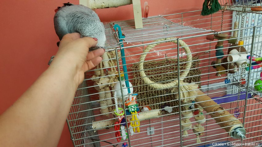 Кукла или домашний питомец (фото 7)