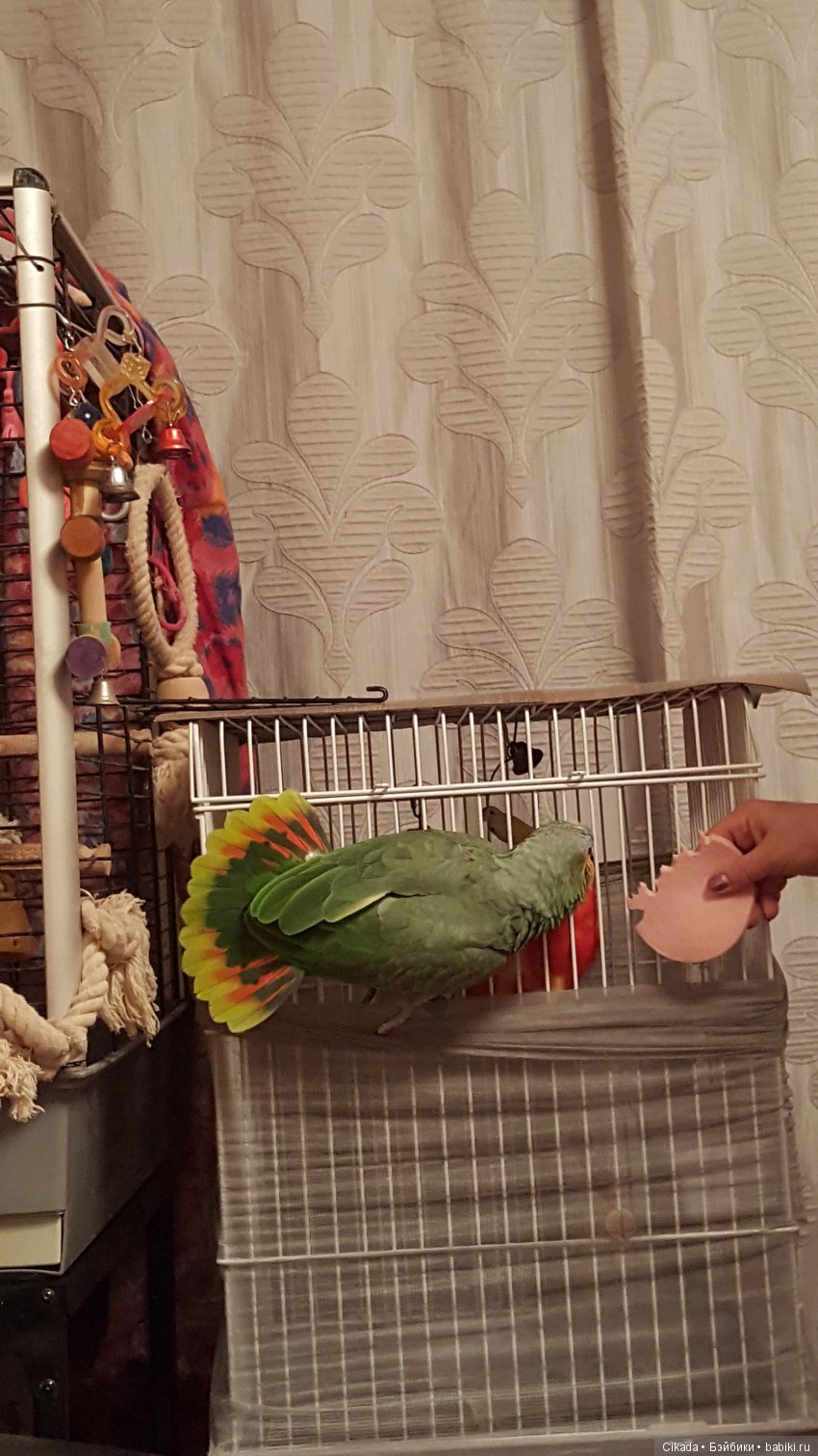 Кукла или домашний питомец