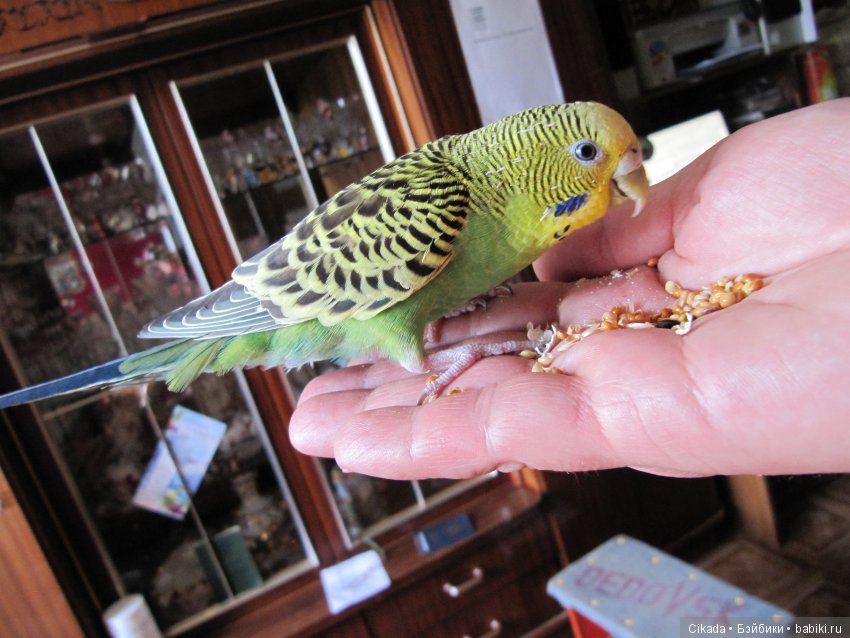 Кукла или домашний питомец