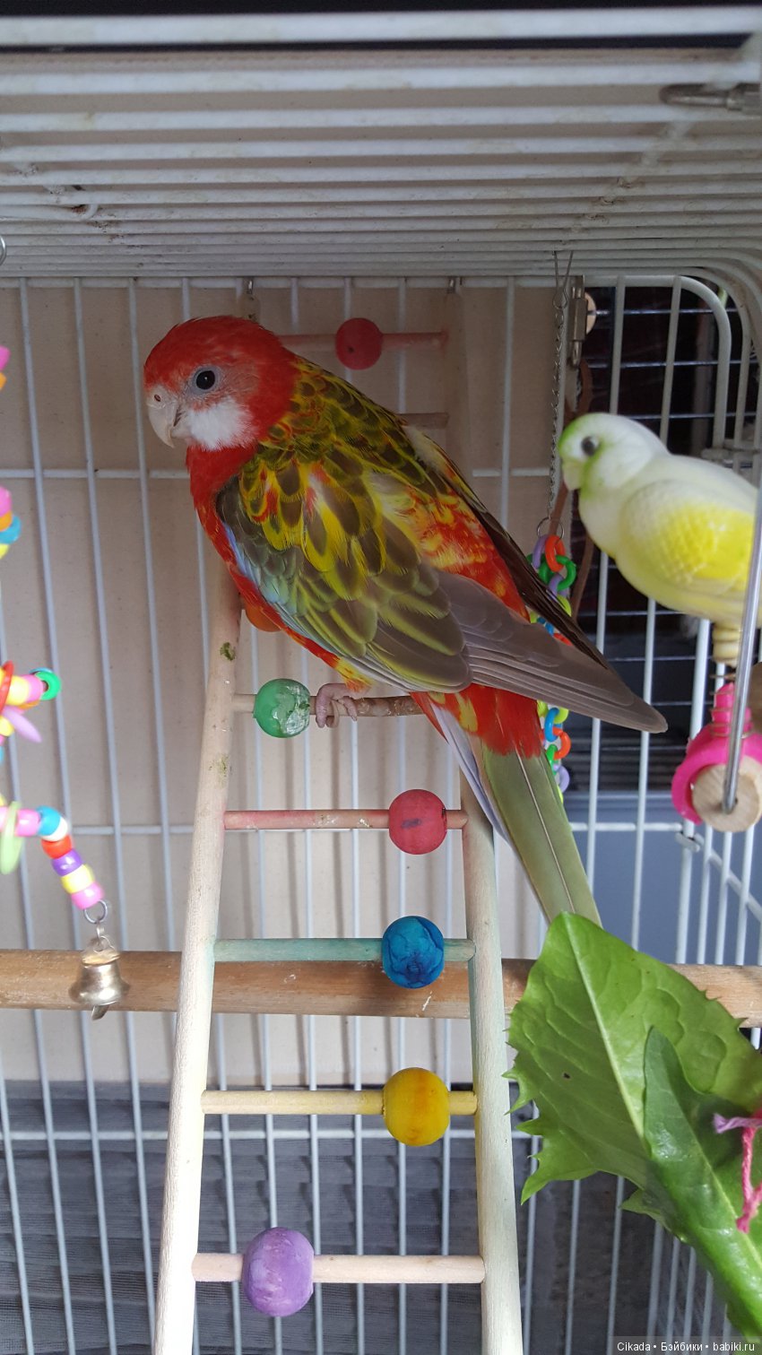 Кукла или домашний питомец