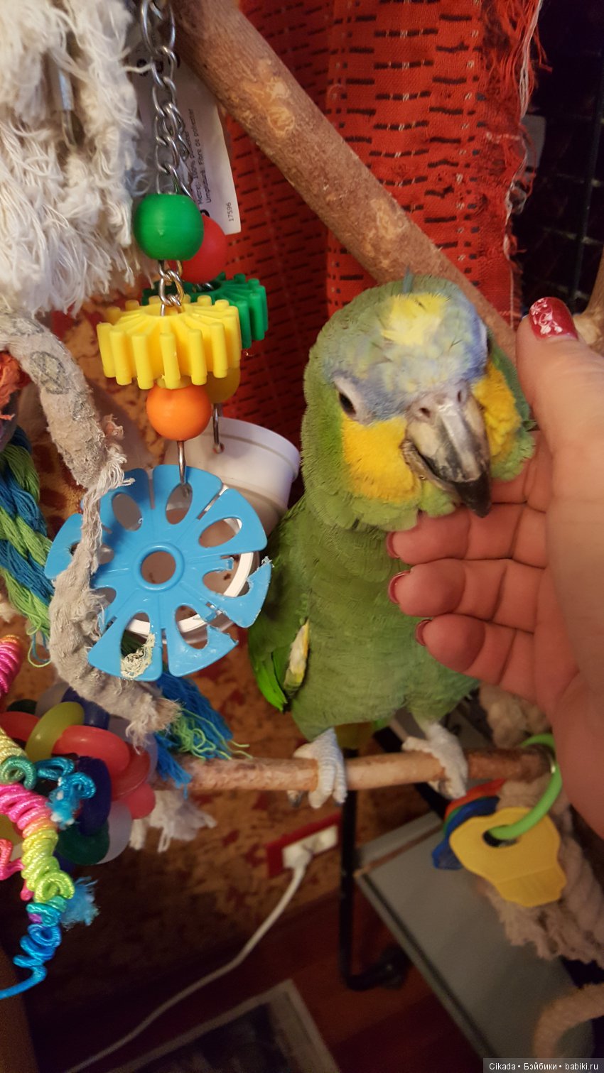 Кукла или домашний питомец