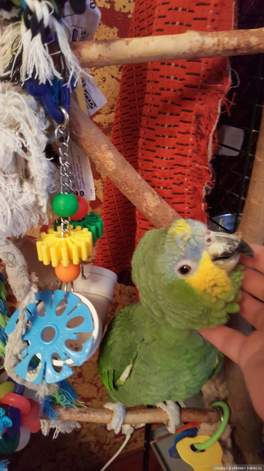 Кукла или домашний питомец