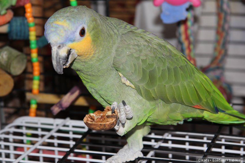 Кукла или домашний питомец