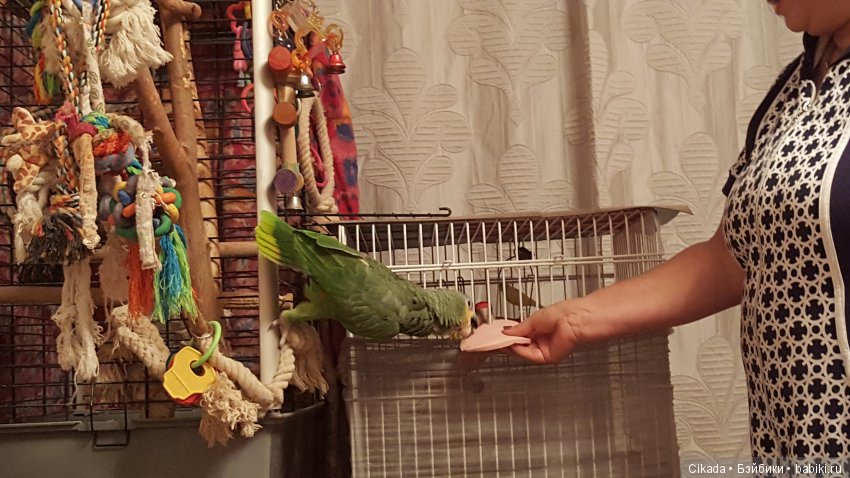 Кукла или домашний питомец