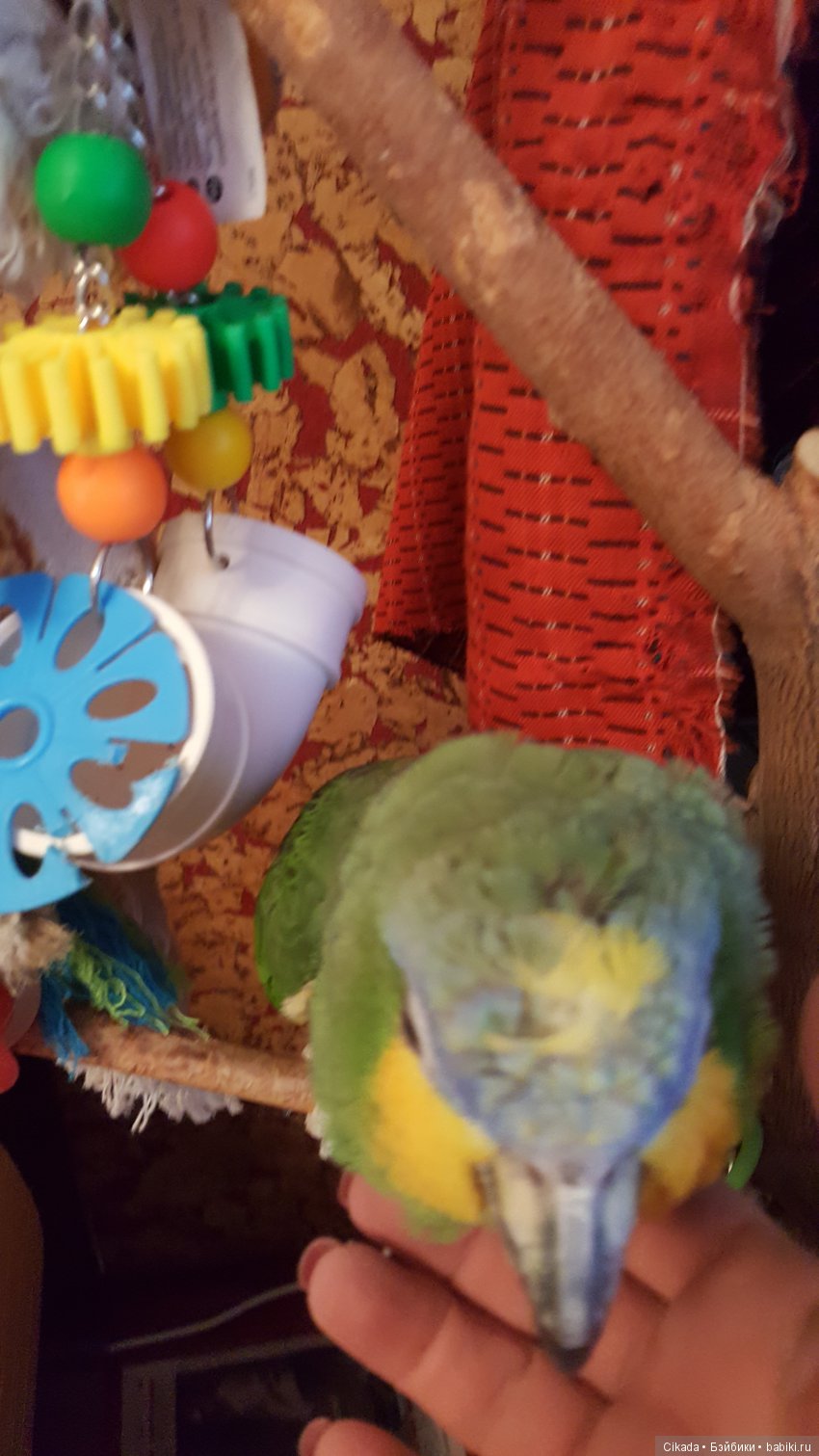 Кукла или домашний питомец (фото 9)