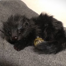 А потом мы принесли его домой