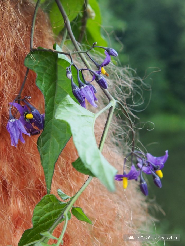 Изабелла - рыженькая Беллочка. Коллекционная кукла Zwergnase