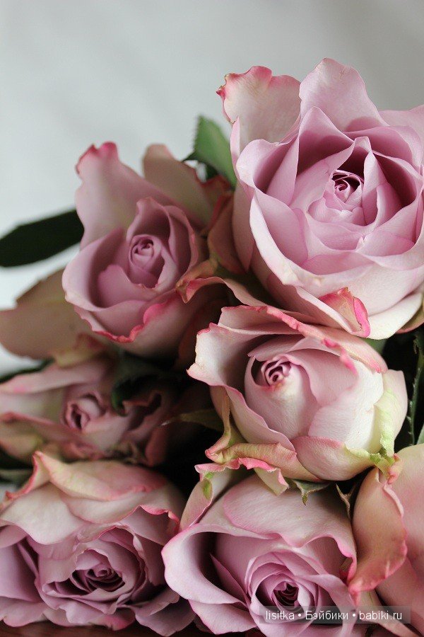 Цвет Пыльная Роза Фото