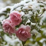 Магический цвет "пепел розы". Лилиана, Аделина, Греттель - коллекционные куклы Заверушински