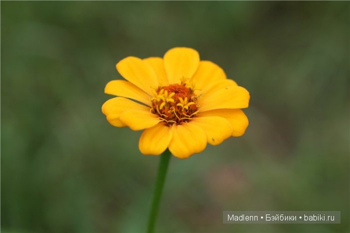 Жизнь в Берендеевом Царстве