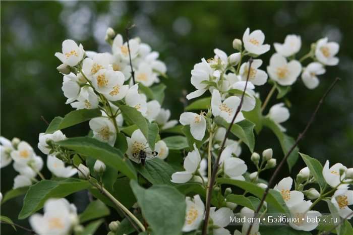 Жизнь в Берендеевом Царстве
