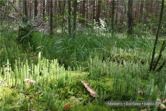 Жизнь в Берендеевом Царстве (фото 6)
