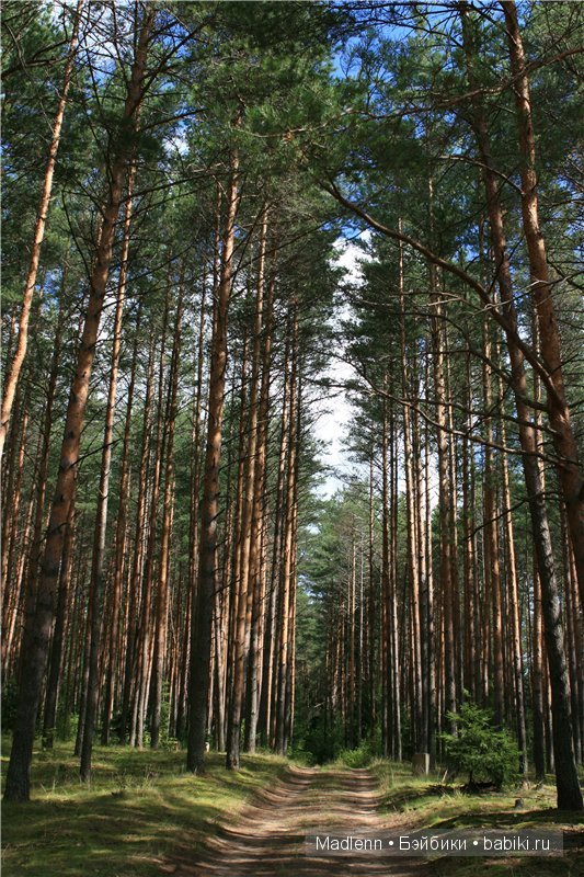Жизнь в Берендеевом Царстве (фото 3)