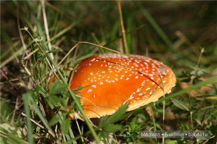 Жизнь в Берендеевом Царстве