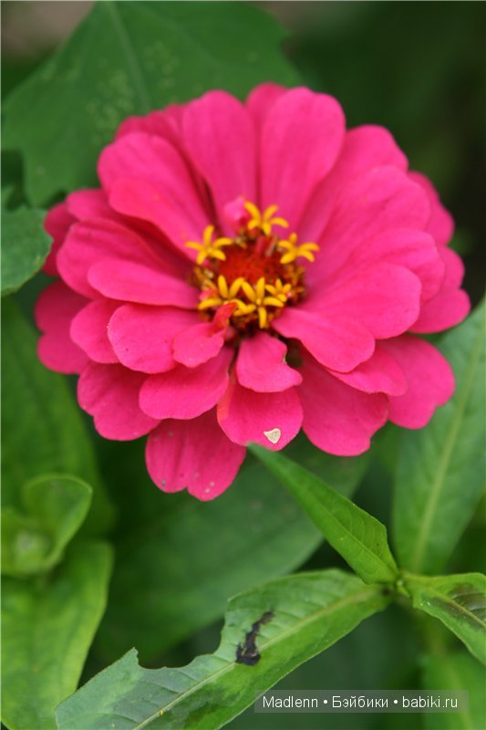 Жизнь в Берендеевом Царстве