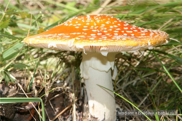 Жизнь в Берендеевом Царстве