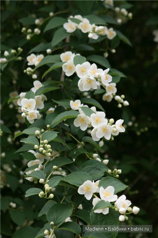 Жизнь в Берендеевом Царстве