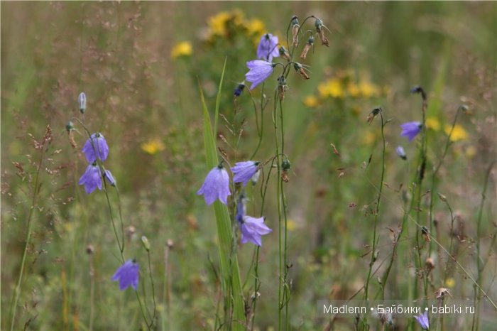 Жизнь в Берендеевом Царстве