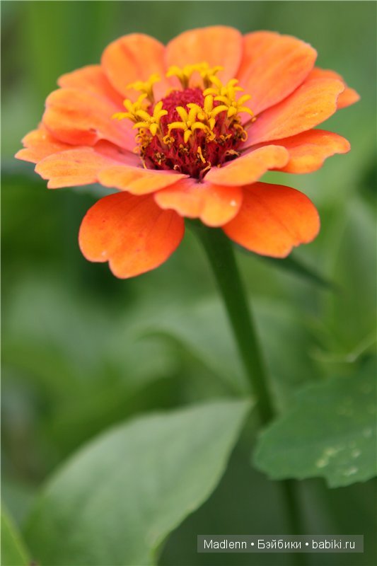 Жизнь в Берендеевом Царстве