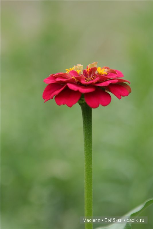 Жизнь в Берендеевом Царстве