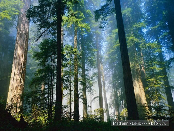 Жизнь в Берендеевом Царстве (фото 2)
