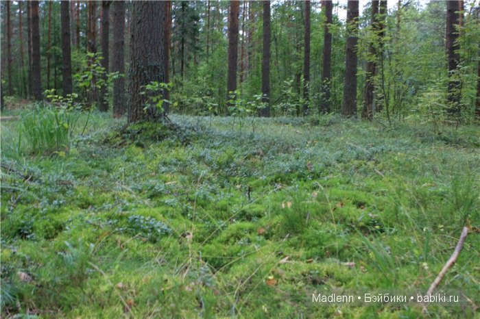 Жизнь в Берендеевом Царстве (фото 7)