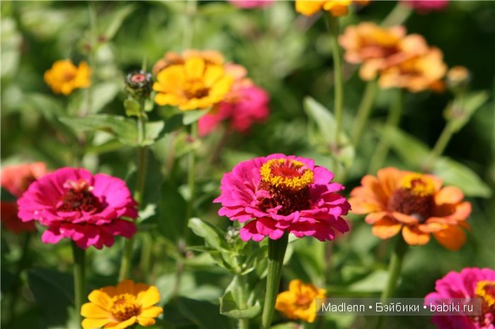 Жизнь в Берендеевом Царстве
