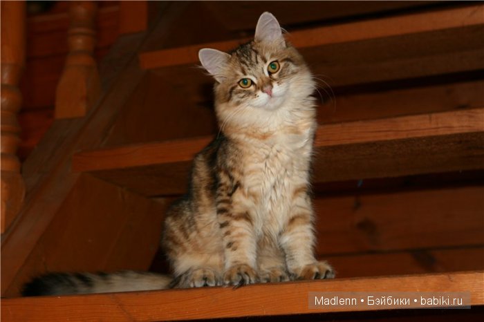 Жизнь в Берендеевом Царстве