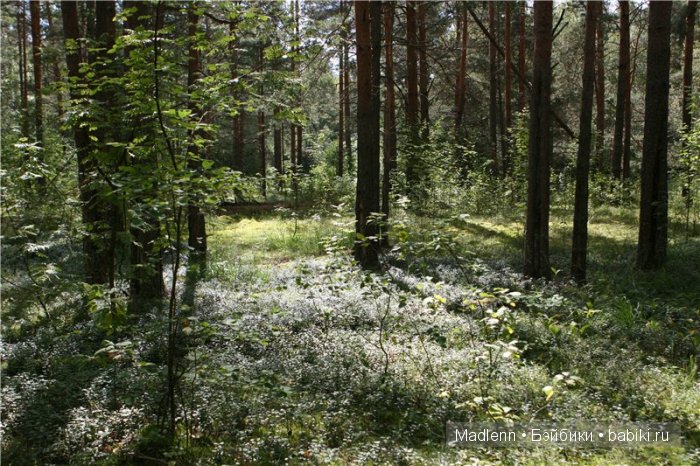 Жизнь в Берендеевом Царстве (фото 5)