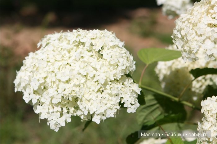 Жизнь в Берендеевом Царстве