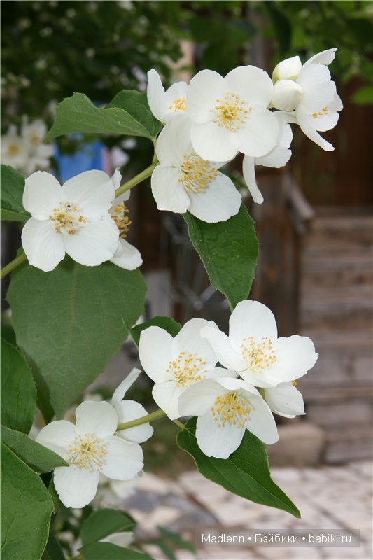 Жизнь в Берендеевом Царстве