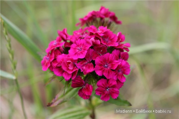 Жизнь в Берендеевом Царстве