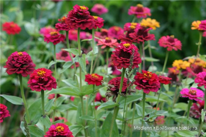 Милла приглашает в гости всех цвергназочек