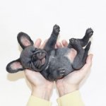 Щенок бульдога