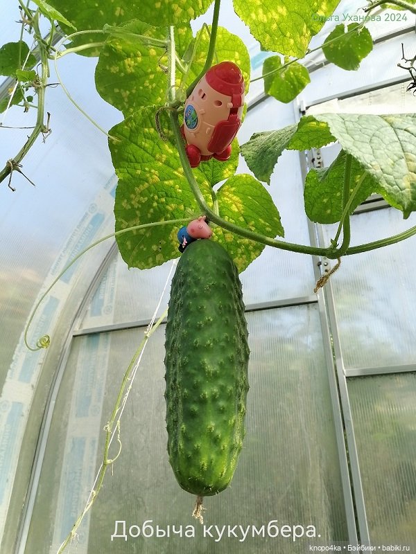 Юмористические зарисовки и сказка про идола