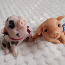 Символ года! Тилли и Вилли. Минипиги