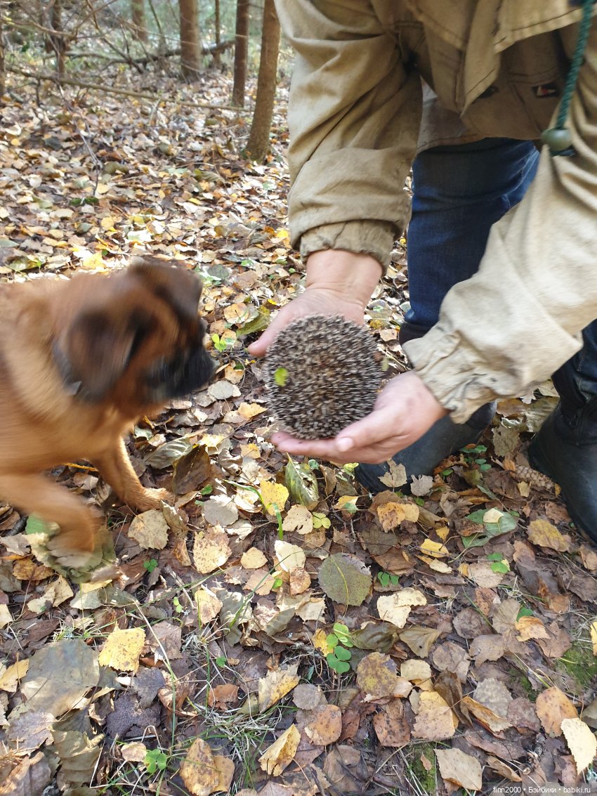 В мире животных: смешные фото питомцев и зверей (фото 4)
