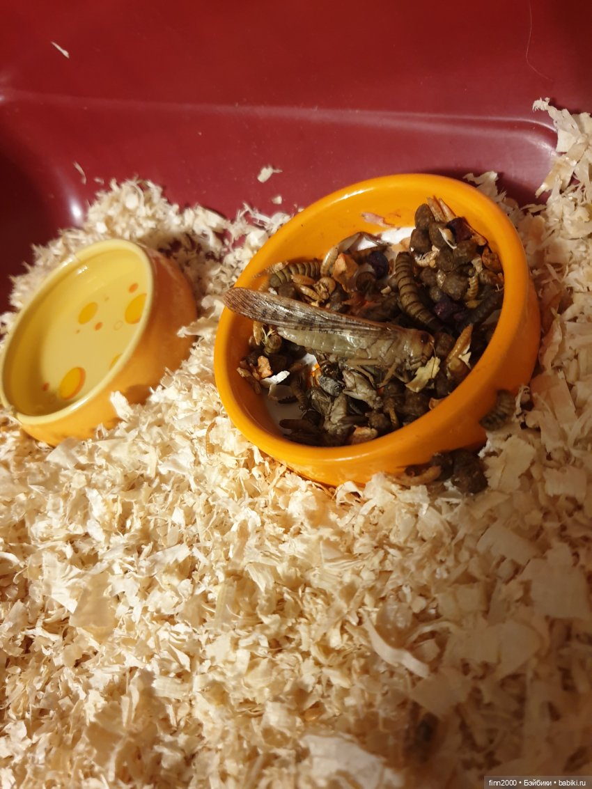 В мире животных: смешные фото питомцев и зверей