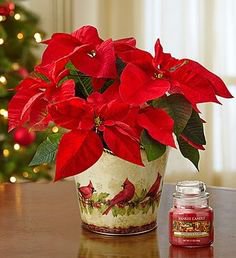 "Рождественская звезда" — Куклы Sissel Skille (Сиссель Скилле): Gotz (фото 9)