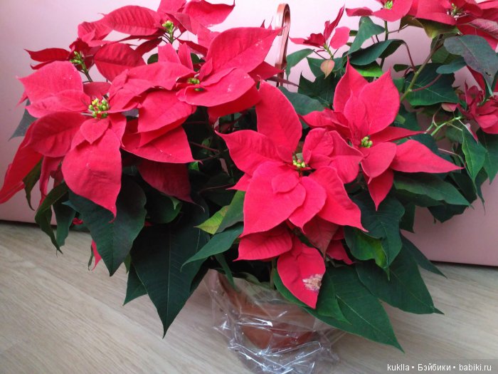 "Рождественская звезда" — Куклы Sissel Skille (Сиссель Скилле): Gotz (фото 2)