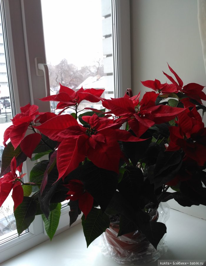 "Рождественская звезда" — Куклы Sissel Skille (Сиссель Скилле): Gotz (фото 4)