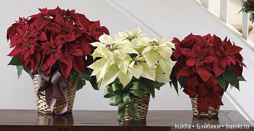 "Рождественская звезда" — Куклы Sissel Skille (Сиссель Скилле): Gotz