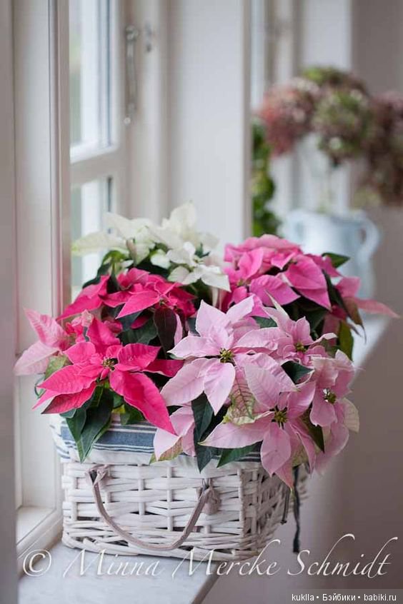 "Рождественская звезда" — Куклы Sissel Skille (Сиссель Скилле): Gotz