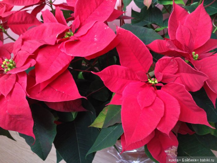 "Рождественская звезда" — Куклы Sissel Skille (Сиссель Скилле): Gotz (фото 3)