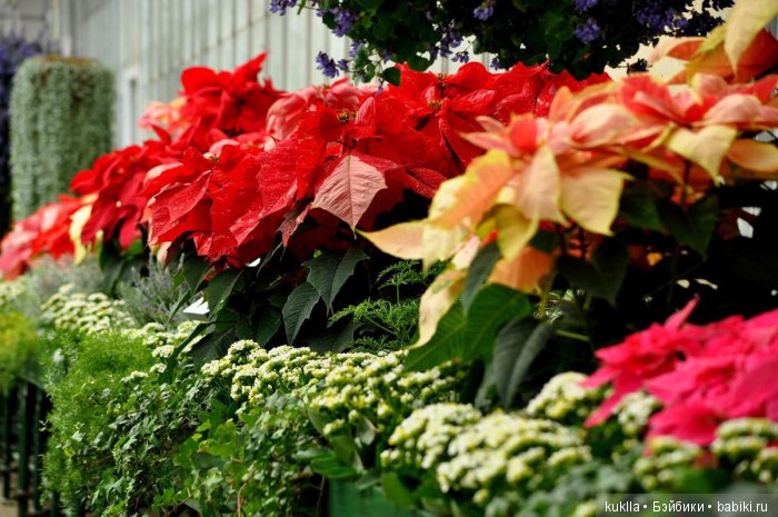 "Рождественская звезда" — Куклы Sissel Skille (Сиссель Скилле): Gotz